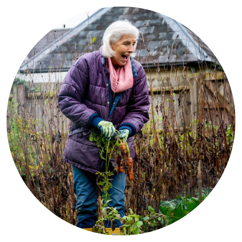 an older woman in a purple jacket, jeans and yellow wellington boots is gardening